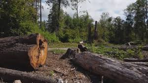 Best Leaf Removal  in Baxley, GA