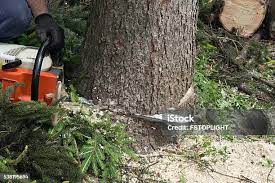 Best Arborist Consultation Services  in Baxley, GA