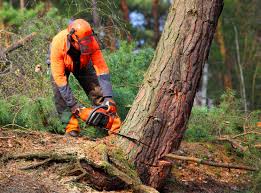 Best Tree Trimming and Pruning  in Baxley, GA