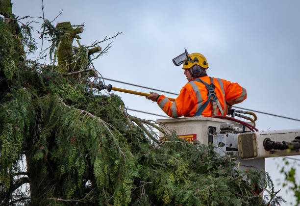 Best Commercial Tree Services  in Baxley, GA