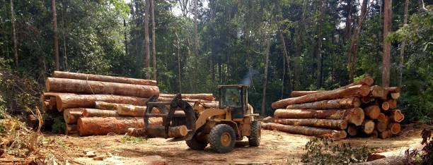 How Our Tree Care Process Works  in  Baxley, GA