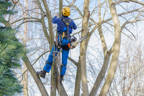 Best Tree Maintenance Programs  in Baxley, GA