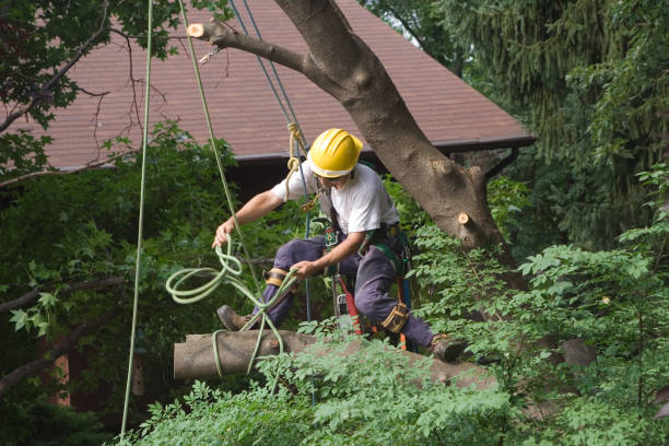 Reliable Baxley, GA Tree Care Solutions