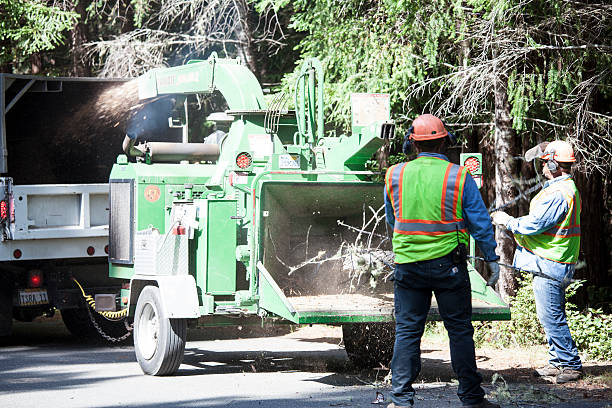 Best Firewood Processing and Delivery  in Baxley, GA