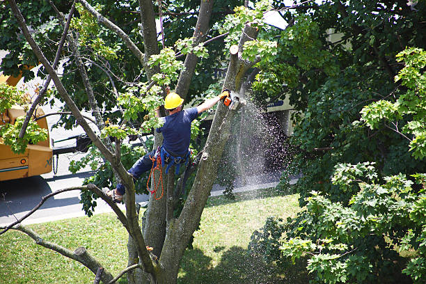 Best Lawn Renovation and Restoration  in Baxley, GA