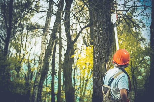 Best Mulching Services  in Baxley, GA