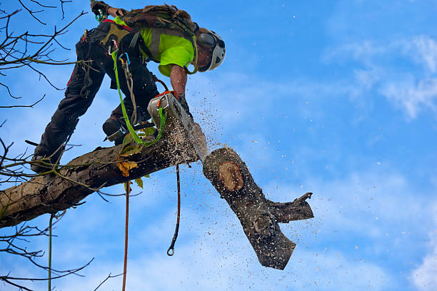 Best Emergency Tree Removal  in Baxley, GA