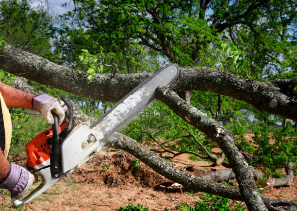 Seasonal Cleanup (Spring/Fall) in Baxley, GA